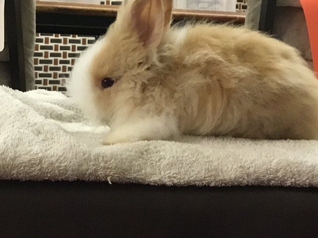 Taffy - Netherland Dwarf + Bunny Rabbit Rabbit