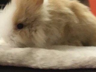 Taffy - Netherland Dwarf + Bunny Rabbit Rabbit