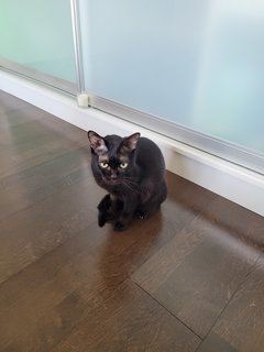 Blacky - Domestic Short Hair Cat