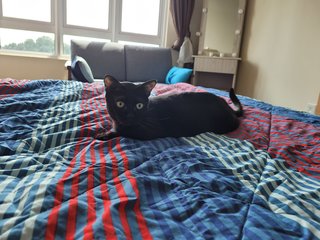 Blacky - Domestic Short Hair Cat