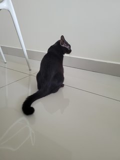 Blacky - Domestic Short Hair Cat