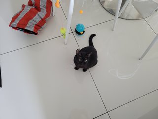 Blacky - Domestic Short Hair Cat