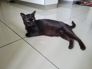 Blacky - Domestic Short Hair Cat