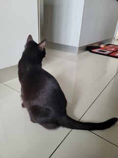 Blacky - Domestic Short Hair Cat