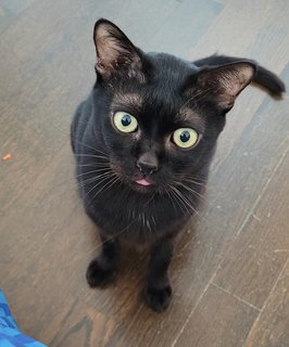 Blacky - Domestic Short Hair Cat