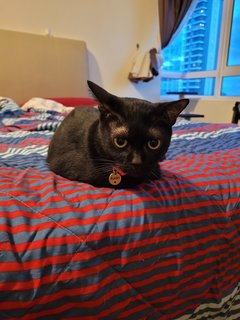 Blacky - Domestic Short Hair Cat