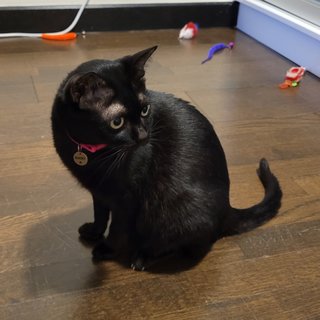 Blacky - Domestic Short Hair Cat