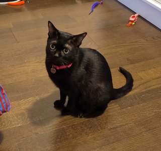 Blacky - Domestic Short Hair Cat