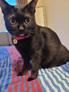 Blacky - Domestic Short Hair Cat