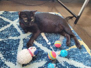 Blacky - Domestic Short Hair Cat