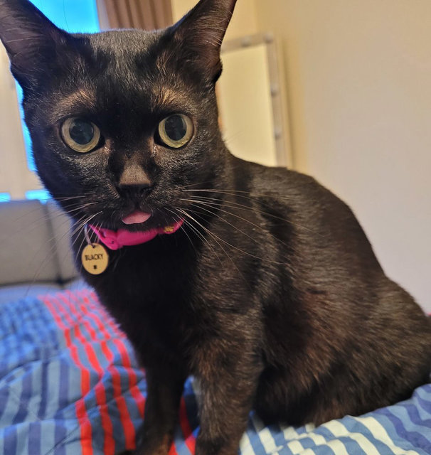 Blacky - Domestic Short Hair Cat