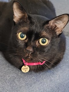 Blacky - Domestic Short Hair Cat