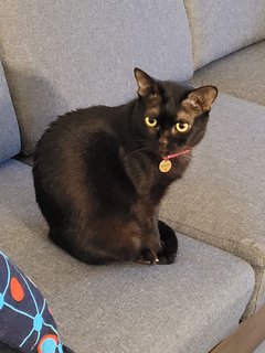 Blacky - Domestic Short Hair Cat