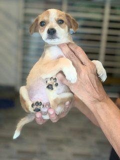 Diego &amp; Gael - Mixed Breed Dog