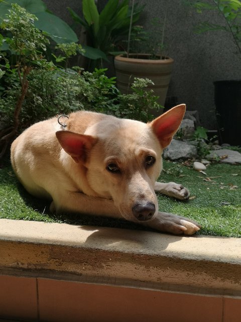 Brownie - Mixed Breed Dog