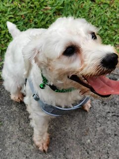 Bow Bow - Schnauzer Dog