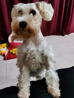 Bow Bow - Schnauzer Dog