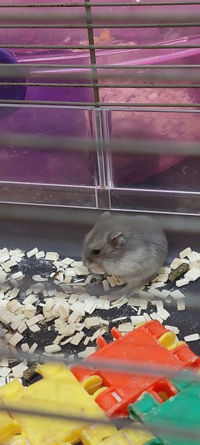 Minnie - Syrian / Golden Hamster Hamster