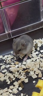 Minnie - Syrian / Golden Hamster Hamster