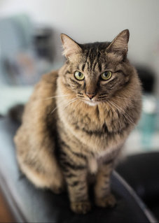 Bingo - Maine Coon + Tabby Cat