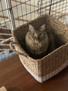 Bingo - Maine Coon + Tabby Cat