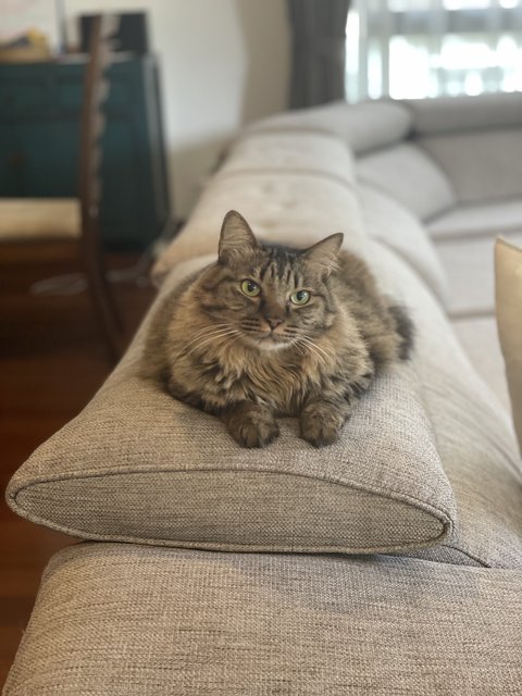 Bingo - Maine Coon + Tabby Cat