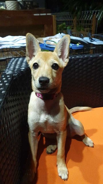 Creamy - Mixed Breed Dog