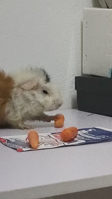 Lily - Guinea Pig Small & Furry