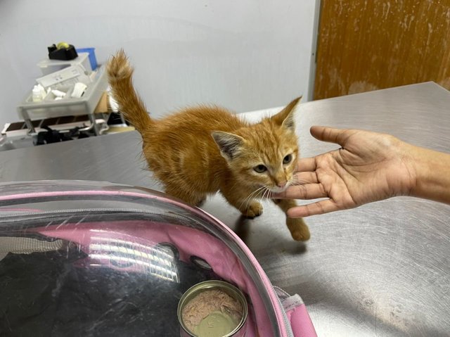 Orange Cat - Domestic Medium Hair + American Curl Cat