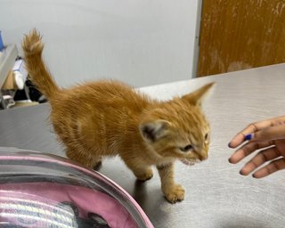 Orange Cat - Domestic Medium Hair + American Curl Cat