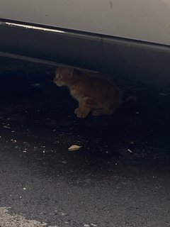 Orange Cat - Domestic Medium Hair + American Curl Cat