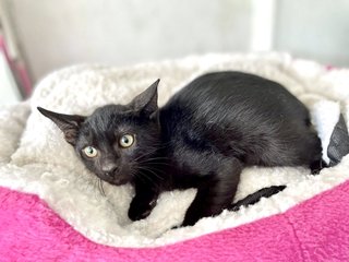 Fudge, Choco &amp; Nougat - Domestic Short Hair + Calico Cat