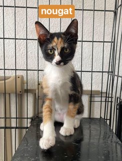 Fudge, Choco &amp; Nougat - Domestic Short Hair + Calico Cat