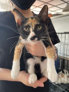 Fudge, Choco &amp; Nougat - Domestic Short Hair + Calico Cat