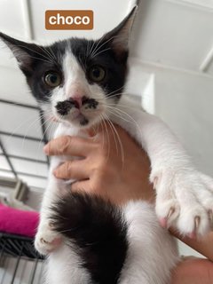 Fudge, Choco &amp; Nougat - Domestic Short Hair + Calico Cat