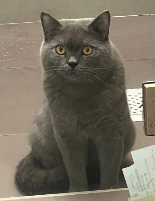 2k - British Shorthair Cat