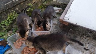 Lovely Kittens - Domestic Short Hair Cat