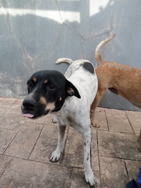 Black &amp; White Gal  - Mixed Breed Dog