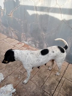 Black &amp; White Gal  - Mixed Breed Dog