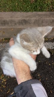 Fluky - Domestic Short Hair Cat