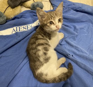 Fluky - Domestic Short Hair Cat