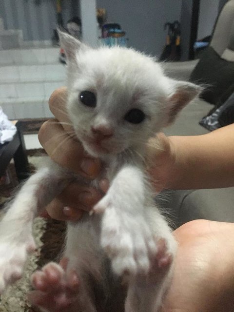 White - Domestic Short Hair Cat