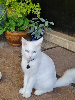 Minni - Turkish Angora Cat