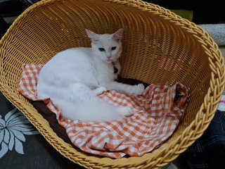 Minni - Turkish Angora Cat