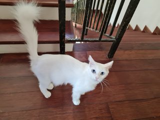 Minni - Turkish Angora Cat