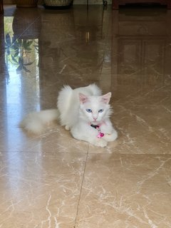 Minni - Turkish Angora Cat