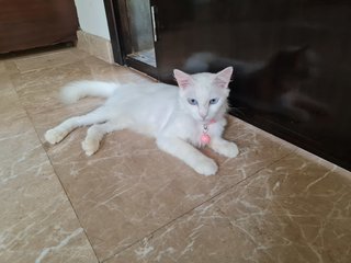 Minni - Turkish Angora Cat