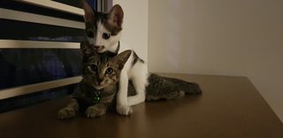 Mario &amp; Luigi - Domestic Short Hair + Domestic Medium Hair Cat