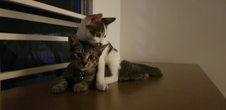 Mario &amp; Luigi - Domestic Short Hair + Domestic Medium Hair Cat