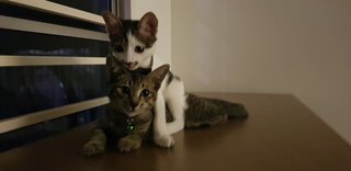 Mario &amp; Luigi - Domestic Short Hair + Domestic Medium Hair Cat